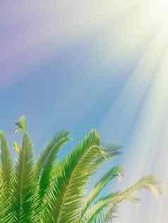 棕榈叶子阳光夏季背景假期概念