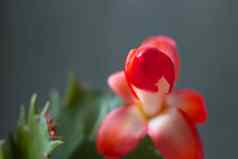 schlumbergera圣诞节仙人掌可爱的多汁的植物花朵秋天冬天