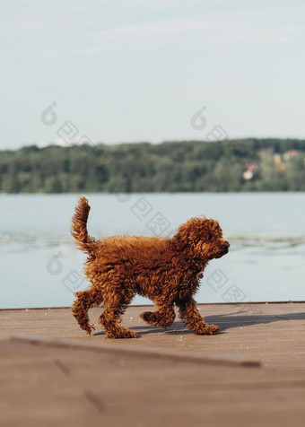 小红色头发的人狗玩具贵宾犬品种走在户外城市湖
