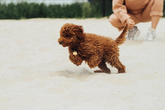 美丽的红色头发的人<strong>狗玩具</strong>贵宾犬品种被称为你跳沙子在户外