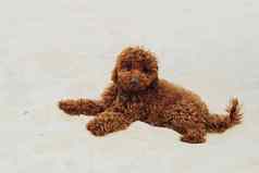 美丽的红色头发的人狗玩具贵宾犬品种铺设沙子在户外