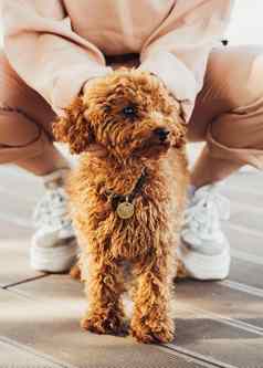 美丽的红色头发的人狗品种玩具贵宾犬被称为你老板在户外