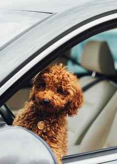 狗品种玩具贵宾犬车窗口美丽的红色头发的人小狗坐着内部汽车