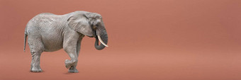 走<strong>大象</strong>孤立的非洲<strong>大象</strong>孤立的统一的背景<strong>照片大象</strong>特写镜头一边视图