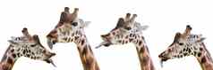长颈鹿显示长舌头有趣的长颈鹿孤立的白色背景特写镜头giraffe’s头舌头挂