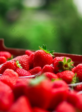 草莓打包盒子甜蜜的成熟的完美的草莓收获有机花园农业
