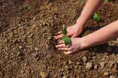 女人手种植绿色幼苗地面春天园艺