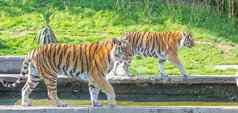 老虎野生动物动物园最大的食肉动物自然