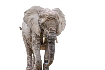 走大象孤立的白色非洲大象孤立的统一的白色背景照片大象特写镜头一边视图