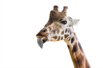 长颈鹿显示长<strong>舌头</strong>有趣的长颈鹿孤立的白色背景特写镜头giraffe’s头<strong>舌头</strong>挂