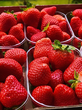 草莓<strong>打包盒</strong>子甜蜜的成熟的完美的草莓收获有机花园农业