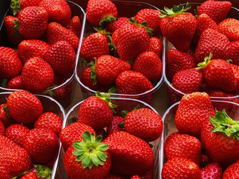草莓<strong>打包盒</strong>子甜蜜的成熟的完美的草莓收获有机花园农业