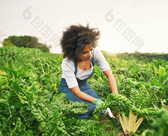 好季节菠菜有吸引力的年轻的女农<strong>民工</strong>作字段