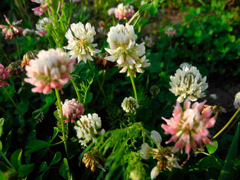 三叶草混合阿尔西克三叶草物种开花植物(2008年)家庭蚕豆科
