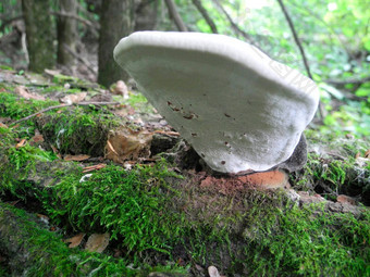 传染媒介fomentarius易燃物真菌蘑菇减少树树干森林