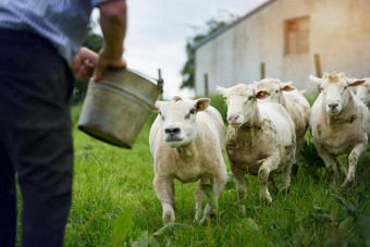 喂养群农民喂养羊农场