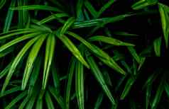 特写镜头绿色叶子热带植物花园观赏植物装饰花园绿色叶黑暗背景绿色叶子水疗中心背景美自然观赏植物景观