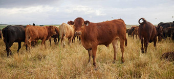 群牛放牧漫游繁殖牛农场场农村草地农村乳制品动物牛棕色（的）牲畜自然牧场牧场牛肉行业