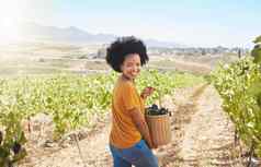 农民收获葡萄葡萄园甜蜜的水果果园可持续发展的农场房地产农村酒生产肖像快乐黑色的女人篮子成熟的有机农业