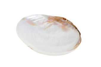 图像贝壳蛤<strong>珍珠白</strong>色背景海底动物海贝壳