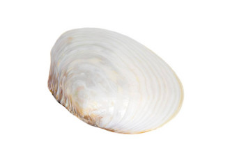 图像贝壳蛤<strong>珍珠白</strong>色背景海底动物海贝壳