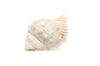 图像白色海螺贝壳白色背景<strong>海底动物</strong>海贝壳