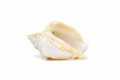 图像贝壳驼背的海螺gibberulusgibbosus白色背景海底动物海贝壳
