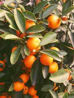 多汁的成熟的橘子新鲜的水果健康的吃风格概念