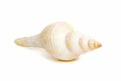图像白色长跟踪主轴海螺贝壳白色背景海底动物海贝壳