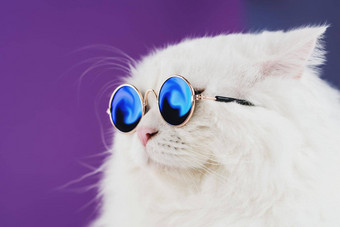 关闭肖像白色毛茸茸的猫时尚太阳镜工作室照片豪华的国内基蒂眼镜提出了<strong>紫色</strong>的<strong>背景墙</strong>