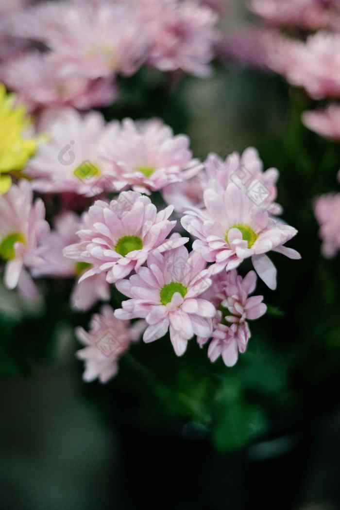 特写镜头花束黑暗粉红色的菊花花粉红色的冬天菊花花空间文本花园菊花