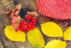 荚莲属的植物分支红色的针织他秋天黄色的叶子