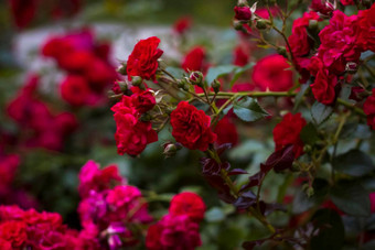 美丽的红色的玫瑰成长花床上照片晚上光