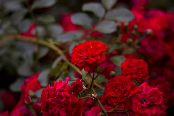 美丽的红色的玫瑰成长花床上照片晚上光