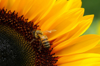 向日葵关闭黑色的黄色的条纹蜜蜂蜂蜜蜜蜂授粉向日葵关闭