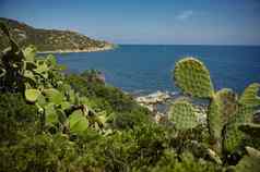 多刺的梨南部海岸撒丁岛