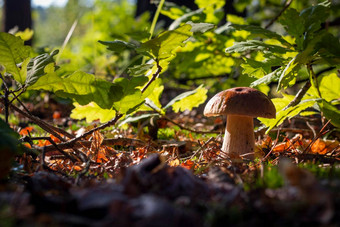 季节porcini蘑菇成长橡木木