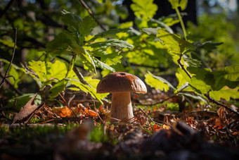 季节porcini蘑菇成长橡木森林
