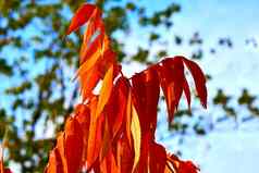 金温暖的颜色秋天分支橙色叶子蓝色的天空