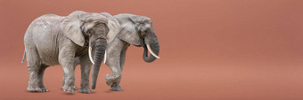 隔离走大象非洲大象孤立的统一的背景照片大象特写镜头一边视图