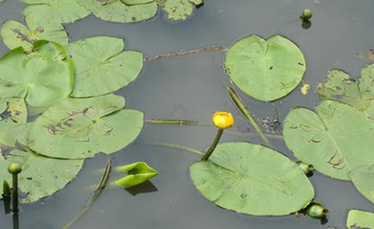 水生植物黄色的花浮<strong>点数</strong>黑暗水