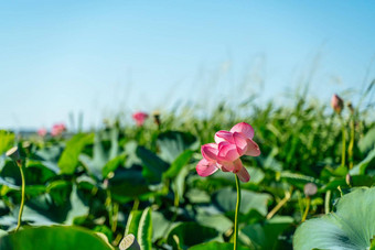 粉红色的莲花花摇摆风背景绿色叶子莲花场湖自然环境