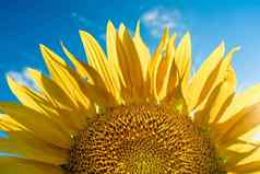 一半向日葵花蓝色的天空太阳照黄色的花瓣农业培养向日葵烹饪石油