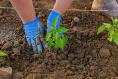 女人手植物胡椒幼苗地面