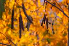 明亮的黄色的红色的秋天叶子挂分支机构树森林主题秋天印度夏天美丽的枯萎自然年龄