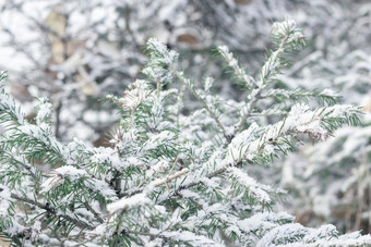 冷杉分支机构可爱的圣诞节树雪冬天发病景观关闭针雪片