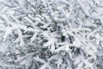 冷杉分支机构可爱的圣诞节树雪冬天发病景观关闭针雪片