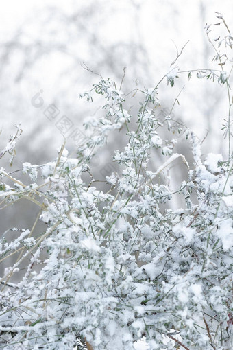 绿色草灌木雪<strong>雪景</strong>观自然<strong>白色</strong>灰色的单色背景冬天发病概念