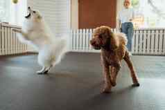 棕色（的）贵宾犬白雪公主日本斯帕斯培训宠物房子狗教练