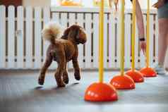 棕色（的）贵宾犬培训宠物房子狗教练